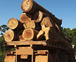IS Runs Timber Smuggling Business in Afghanistan: Officials